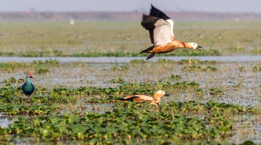 মঙ্গলাজোড়ি- চিলকা লেকের উত্তরাংশে রয়েছে। এখানে পরিযায়ী পাখির সমারোহ দেখে মুগ্ধ হবেন। নৌকা সাফারি করতে খরচ হবে ১০০০–১৫০০ টাকা প্রতি জন। পরিবেশবান্ধব হোমস্টেগুলোতেও থাকা যায়।
